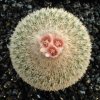 Epithelantha_pachyrhisa